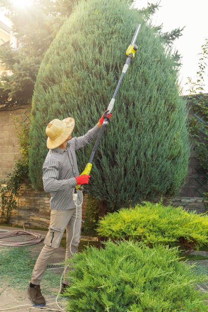 How Our Tree Care Process Works  in Garden Acres, CA